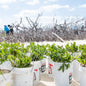 MANG Plant Pro - 10 Mangs-