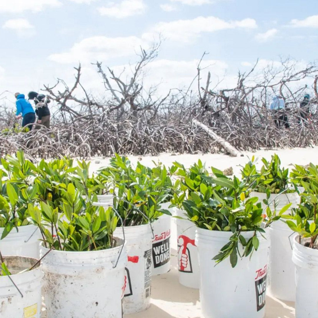 MANG Plant Pro - 10 Mangs-