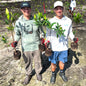 MANG Plant Pro - 5 Mangs-